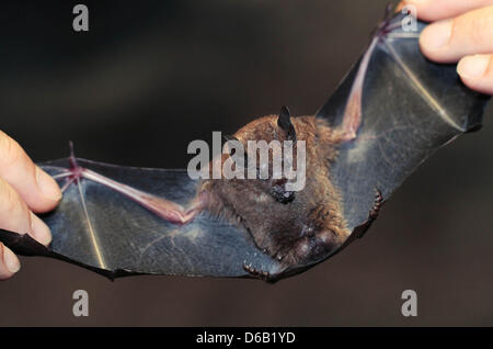 A male Seba's Short-tailed Bat is held at Burgers' Zoo in Arnhem, Netherlands, 14 August 2012. The zoo is taking inventory of its bats. Photo: VidiPhoto dpa - NETHERLANDS OUT Stock Photo