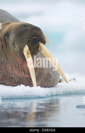Norway, Svalbard Archipelago, Spitsbergen. Walrus, Odobenus rosmarus, bull rests on an ice floe in summer.