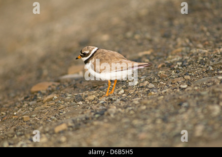 Norway, Svalbard Archipelago, Spitsbergen, Longyearbyen. Semipalmated plover, Charadrius wilsonia, adult on a shore. Stock Photo