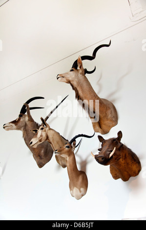 Animal heads on wall, Natural History Museum, Los Angeles, CA Stock Photo