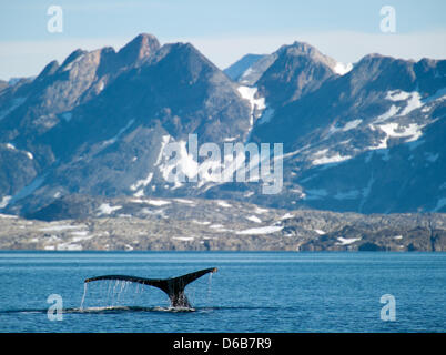 A humpback whale (Megaptera novaeangliae) raises its tail out of the water of the Polar Stream in the Ammassalik District near the village of Kulusuk, East Greenland, Greenland, Denmark, 17 July 2012. Photo: Patrick Pleul Stock Photo