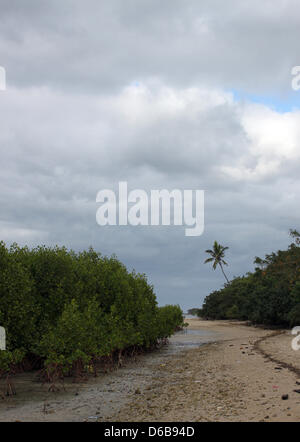 Newly planted mangroves are pictured near Sigatoka on the island Levu in Fiji, 15 July 2012. Mangroves prevent coastal erosion and protect the land from floods. Photo: Christiane Oelrich Stock Photo