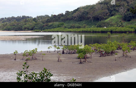 Newly planted mangroves are pictured near Sigatoka on the island Levu in Fiji, 15 July 2012. Mangroves prevent coastal erosion and protect the land from floods. Photo: Christiane Oelrich Stock Photo