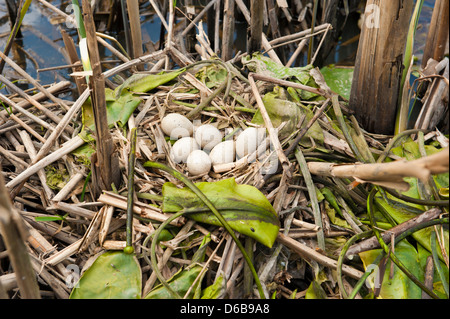 Birds nest with six eggs in its natural habitat Stock Photo