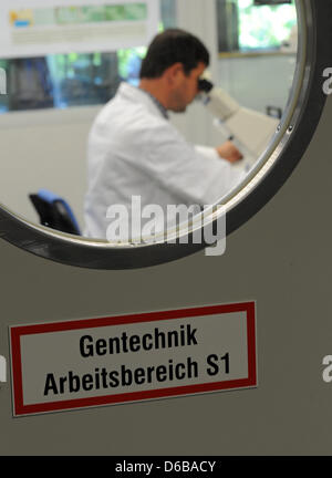 Biologist Ronald Naumann works at a research model for bio-medical research at the Max Planck Institute for Molecular Cell Biology and Genetics in Dresden, Germany, 23 August 2012. The MPI-CBG was founded in 1998 and has been located in Dresden since 2001. Photo: Matthias Hiekel Stock Photo