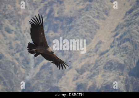 A juvenile Andean Condor flies above the Colca Canyon near Arequipa, Peru Stock Photo