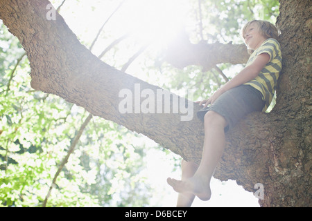 Smiling boy sitting in tree Stock Photo