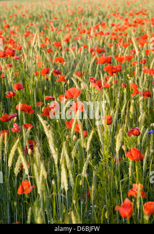 unripe rye and red poppy on field Stock Photo