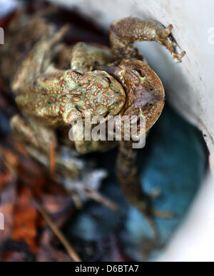 A toad couple sits in a white bucket at a toad fence and waits for helpers who will bring it across the street to their spawning ground in Rostock, Germany, 16 April 2013. Frogs, toads and newts are on their wedding marches three weeks later than usual. Photo: BERND WÜSTNECK