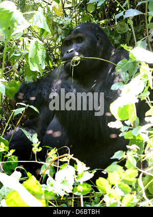 This year, the KfW Development Bank will take over the financing of the Kahuzi-Biega National Park on the border of the Democratic Republic of Congo to Rwanda. In this park on the Congolese side are currently nine mountain gorilla groups present, which currently means a total of 139 animals. These groups live on approximately 600,000 hectares of forest area - which makes only 1/10 of the Total National Park, that is currently controlled. Before the last outbreak of war with Rwanda there was about 10,000 living Mountain Gorillas. Many of them have been killed over the years by people and today  Stock Photo