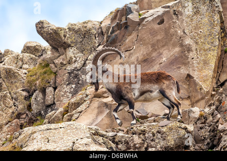 Walia Ibex (Capra walie), Simien mountains national park, North Ethiopia Stock Photo