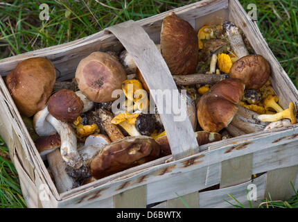 FILE - An archive picture dated 12 September 2010 shows a basket filled with porcini, parasol mushrooms and chanterelles near Muellrose, Germany. Thanks to the mild weather mushroom pickers can likely find chanterelles in January 2012. Photo: Patrick Pleul Stock Photo