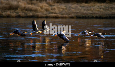 Wild geese start flying on the Elbe river during sunrise near Dresden-Laubegast, Germany, 03 January 2012. According to meteorologists, it will stay sunny in Dresden with temperatures around eight degree Celsius. Photo: Arno Burgi Stock Photo