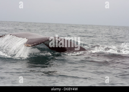 A Humpback whale slaps the surface of the water in the Pacific Ocean off of the coast of Tonsupa, Ecuador Stock Photo