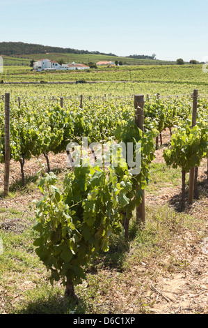 Vineyard in the fruit set season, Borba, Alentejo, Portugal Stock Photo