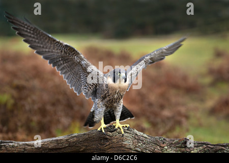 Peregrine Falcon Stock Photo