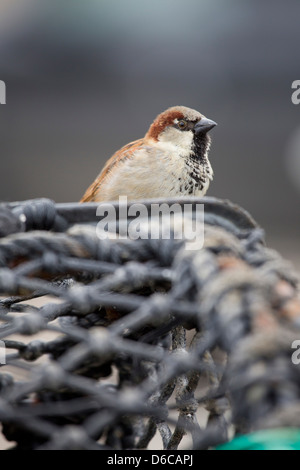 House Sparrow; Passer domesticus; Male; on Fishing Pots; UK Stock Photo