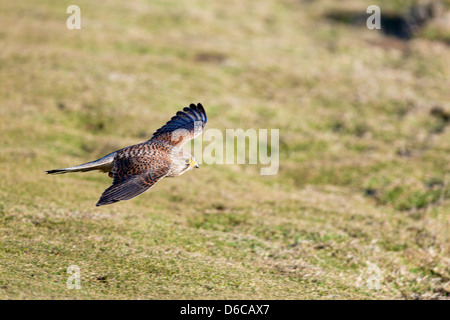 Kestrel; Falco tinnunculus; Female; in Flight; UK Stock Photo