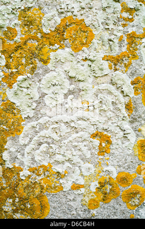 Crustose Lichens Growing on Gravestone