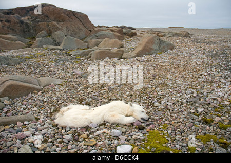 Norway, Svalbard Archipelago, Spitsbergen. Polar bear, Ursus maritimus, spring cub found dead along the coast. The cub Stock Photo