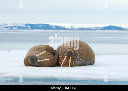 Greenland Sea, Norway, Svalbard Archipelago, Spitsbergen. Walrus, Odobenus rosmarus, pair of adults rest on floating sea ice