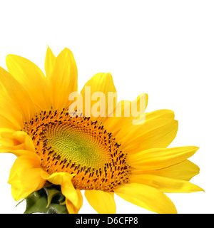 Beautiful Single Yellow Sunflower Isolated On White Stock Photo - Alamy