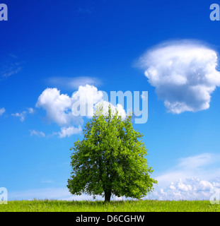 Tree in a field with blue sky und white fluffy clouds Stock Photo - Alamy