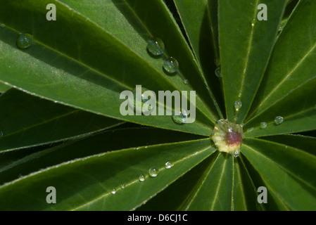 Lupine leaves with raindrops Stock Photo