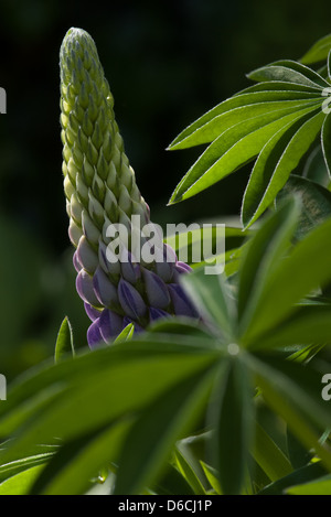Lupine flower Stock Photo