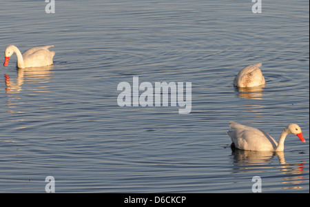 A family of two adult and two young Coscoroba Swans (Coscoroba coscoroba)  El Calafate, Argentina. Stock Photo
