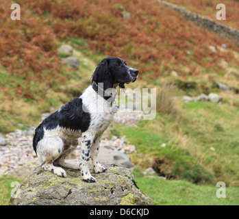 A wet and bedraggled English Springer Spaniel dog sitting alone on a rock by a country path on a walk in Lake District England UK Britain Stock Photo