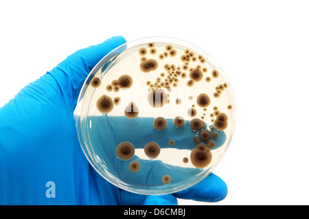 microorganisms on the agar plate Stock Photo
