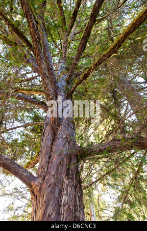 Pacific Yew tree, looking upward, 'Taxus brevifolia'. Stock Photo