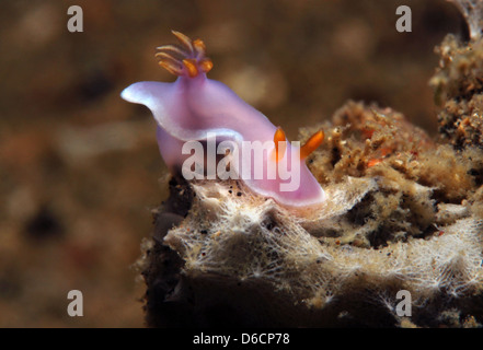 Apolegma Nudibranch/Purple-pink Nudibranch/Cinderella Nudibranch (Hypselodoris Apolegma), Lembeh Strait, Indonesia Stock Photo