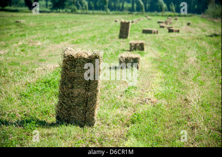 Bales of hay lined up in a pasture on a farm in Rancagua, Chile  Stock Photo