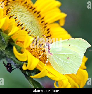 European Brimstone-butterfly (Gonepteryx rhamni) foraging on a sun flower (Helianthus annuus) Stock Photo