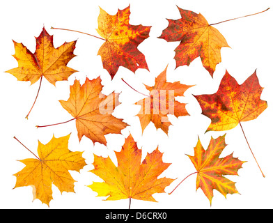 Set of autumn leaves isolated on white background Stock Photo - Alamy