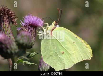 Detailed macro-shot of a Common Brimstone-butterfly (Gonepteryx rhamni) posing while foraging on a flower Stock Photo
