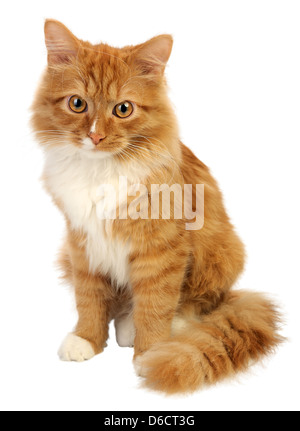 Orangefarbene Norwegische Waldkatze Stock Photo