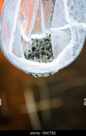 White mesh dip net holding a mass of frog's eggs Stock Photo