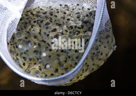 White mesh dip net holding a mass of frogs' eggs Stock Photo