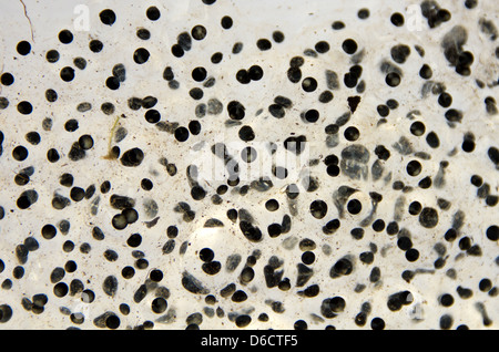 Mass of frog eggs on white background Stock Photo