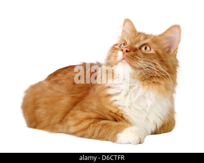 Orangefarbene Norwegische Waldkatze Stock Photo