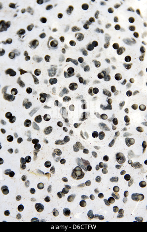 Frog eggs on a white background Stock Photo