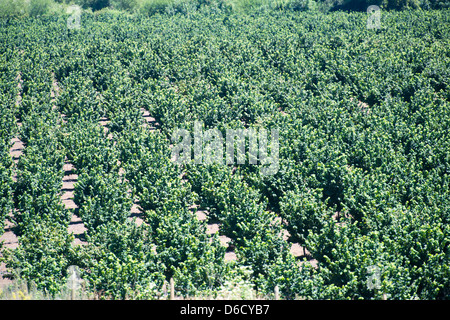Trees and hazelnuts in hazelnut plantation in Temuco, Chile Stock Photo