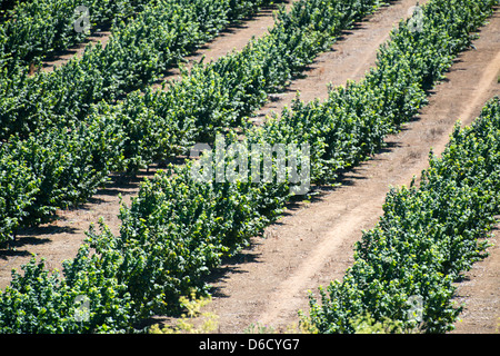 Trees and hazelnuts in hazelnut plantation in Temuco, Chile Stock Photo