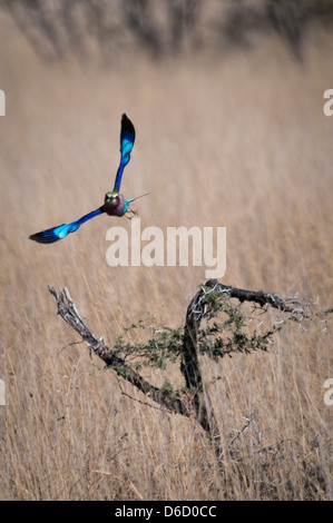 Front View of a Lilac-Breasted Roller, Corcias caudata, in flight, Etosha National Park, Namibia, Africa