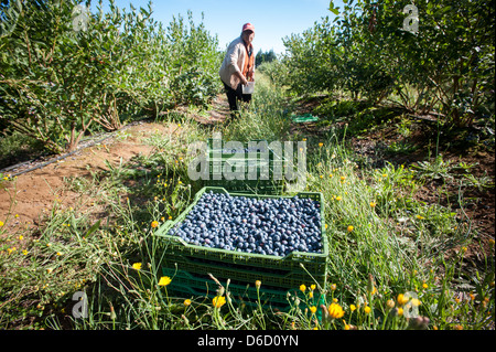 Blueberry bushes and harvest in Temuco Chile Stock Photo