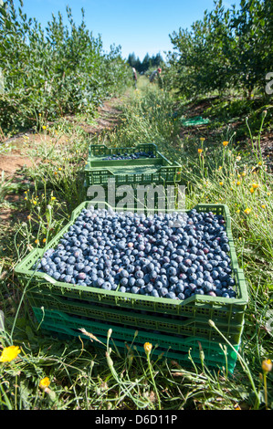 Blueberry bushes and harvest in Temuco Chile Stock Photo