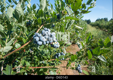 Blueberry bushes and harvest in Temuco Chile Stock Photo